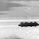 Campbell Piloting Bluebird at Bonneville days before the crash (Photo-BP)